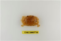 藏品(頑強黎明蟹)的圖片